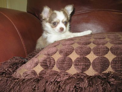 Langhaar Chihuahua Welpen