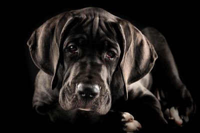 Seriöse Deutsche Doggenzuchtstätte, wir haben neue Welpen!