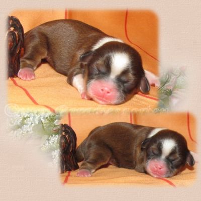 Shih Tzu Welpen aus dt. Zucht mit Papieren