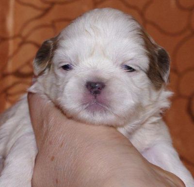 Zuckersüße - Typvolle Shih Tzu Babys
