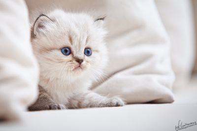 Britisch Langhaar Babys aus der Mondburg suchen Adoptiveltern