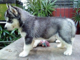    blaue Augen Siberian Husky Welpen