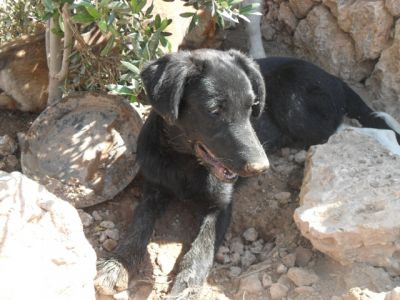 Merryweather – Reizende „Black Lady“ für die fröhliche Familiencouch!