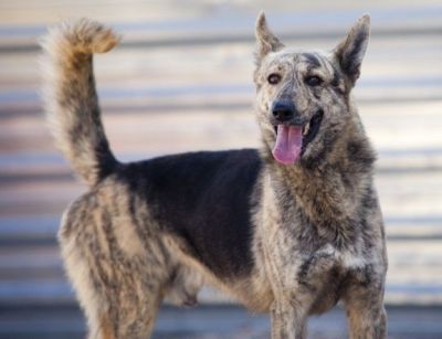 Caramelo – Super freundlicher „Steppenwolf“ goes Family!