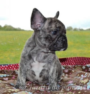 Freiatmende gesunde kleine Französische Bulldoggen Welpen mit Papieren