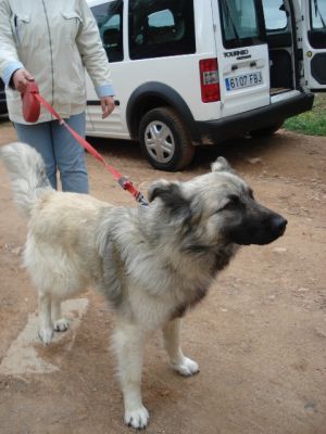 Helado – Bildschöner, fröhlicher Lebenskünstler startet Richtung Familie!