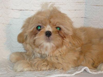 Shih Tzu Welpen dürfen sofort ausziehen