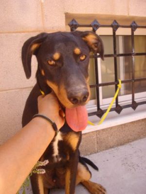 Rolex – Das traumhaft schöne, freundliche Riesenbaby für die Familie!