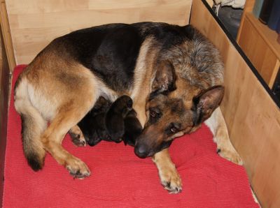 WUSV Weltmeister / Bundessieger / FCI Weltmeister und ...........