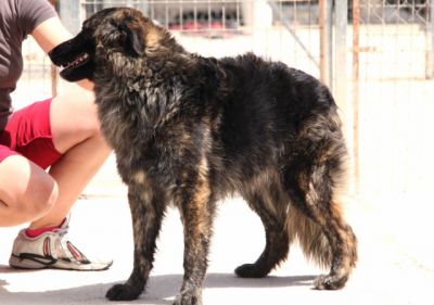 Oso – Ganz sanfter, außergewöhlich gezeichneter Menschenfreund sucht Liebe!