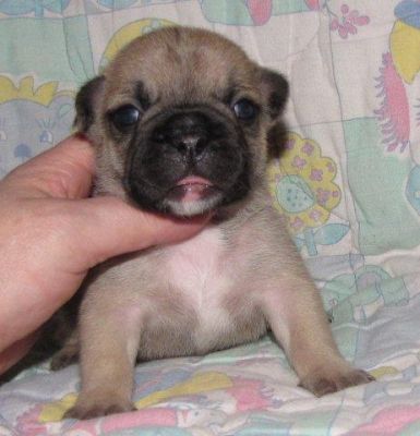 Französische Bulldoggen Hündin und Rüde in fawn