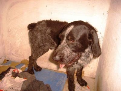 Forte – Noblesse, Loyalität und Schönheit bitten um Couch für’s Leben!