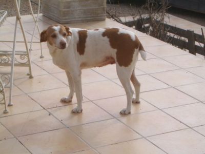 Milú – Ruhige, liebevolle Allrounderin für jeden Haushalt!