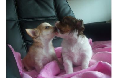 SÃ¼ÃŸer Chihuahua - Welpen - aus seriÃ¶ser VDH - Zucht