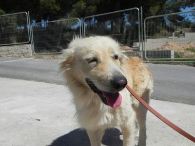 Gero – Wundervoller Goldi-Charakter mit großem Herz sucht SEINE Familie!