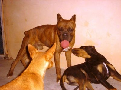 Hiphop – Hier bestechen Stattlichkeit, Noblesse und super Boxer-Charakter!