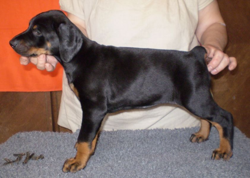 Dobermann - braune und schwarze Welpen mit FCI Papieren aus CZ Zucht