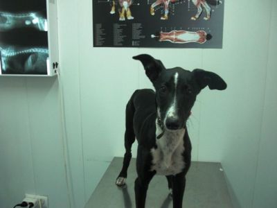 Safa – Leckere, kokette Galgo-Welpen-Maus erobert alle Herzen!