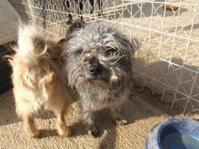 Pity – Mini Teppichporsche bettelt um ein warmes Plätzchen!