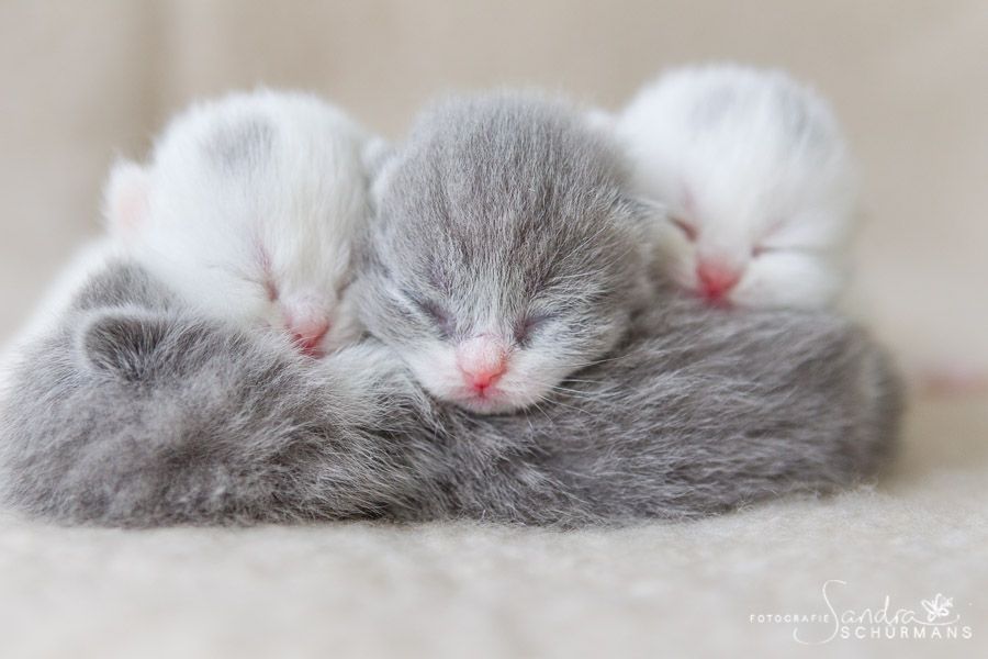 Zauberhafte Britenkinder suchen... 