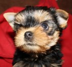 Yorkshire Terrier Welpen,VDH/FCI