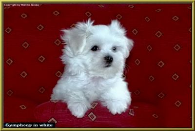 Malteserwelpe vom Malteser-Hundeparadies