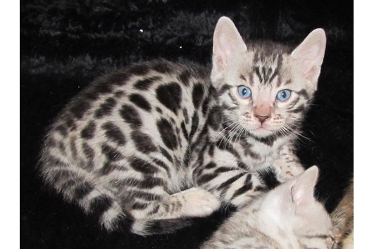 Bengalkatzen mit TICA Stammbaum