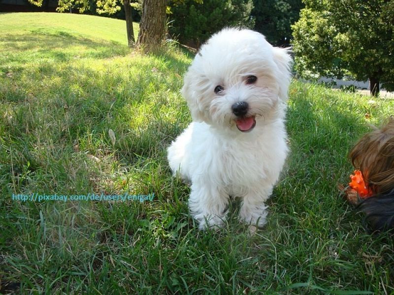 Aus Liebe zum Hund - das Futter gesund