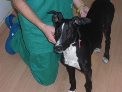 Safa – Leckere, kokette Galgo-Welpen-Maus erobert alle Herzen!