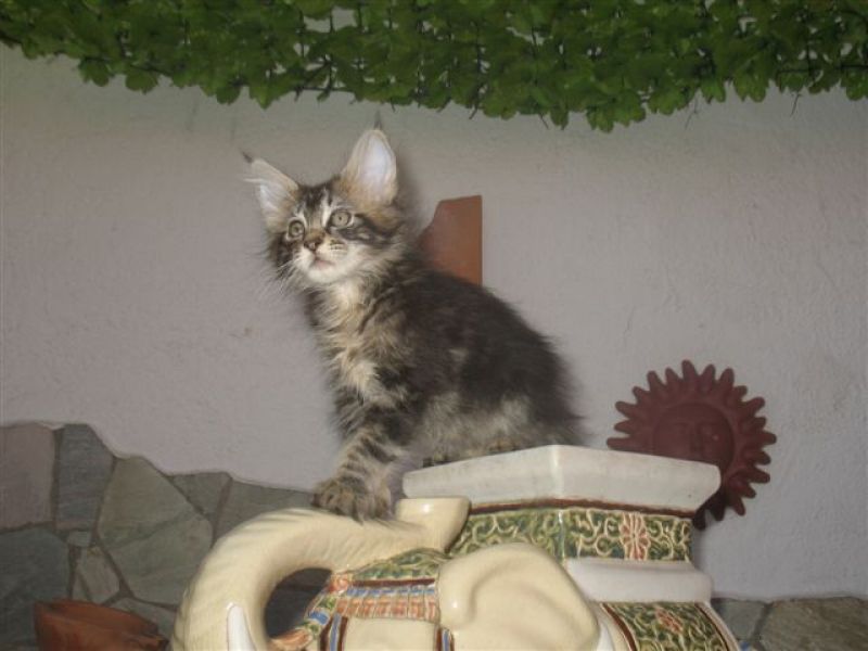Maine Coon Mädel