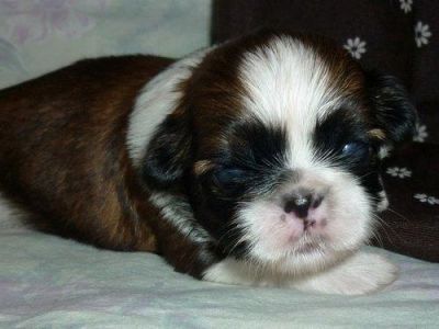 Shih Tzu Welpen zu ende April inkl Papieren