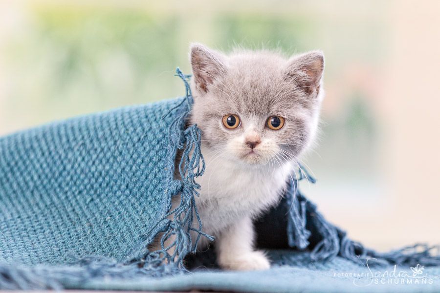 Kleine BKH Herzensbrecher white, blue white, tabby suchen... 