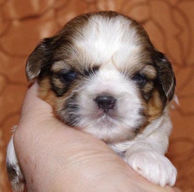 Zuckersüße - Typvolle Shih Tzu Babys