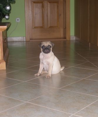 Mops-Rüde von einer gesunden Amerikaner Blutlinie ist zu verkaufen 