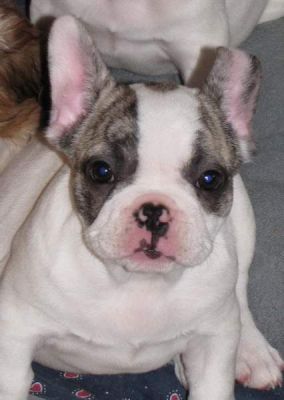 Französische Bulldoggen in reverse-brindle-pied