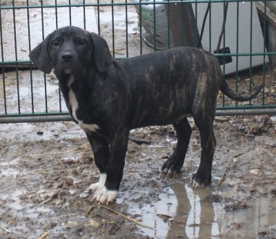 Welpen Fila Brasileiro mit Papieren