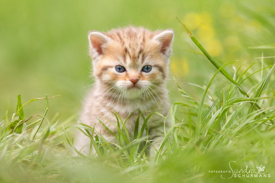 Tapsige Welteroberer suchen...