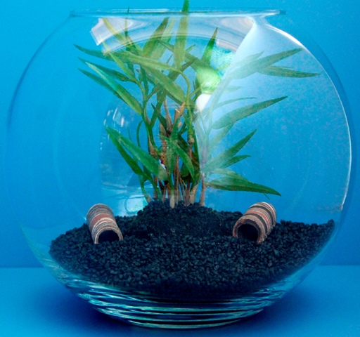 Kugelaquarium 8,5 Liter fürs Aquascaping als Nanoaquarium für Garnelen