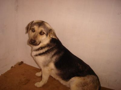 Rista – Vergessenes, loyales Juwel bittet sanft um Couchplatz!