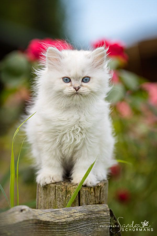 Tapsige Welteroberer suchen...   