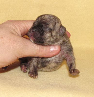 Französische Bulldoggen in Reverse