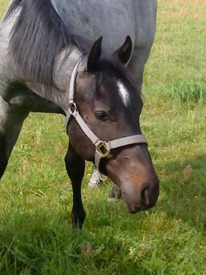 Quarterhorse Hengst 2 Jahre in blue roan
