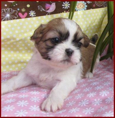 Shih Tzu Engelchen