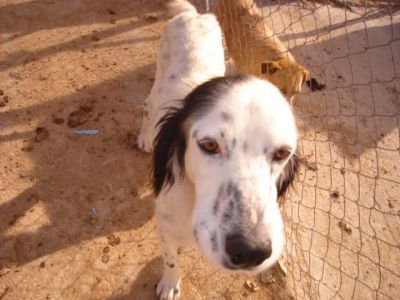 Quijote – Elegante, wunderschöne Frohnatur auf dem Sprung ins Familienleben!