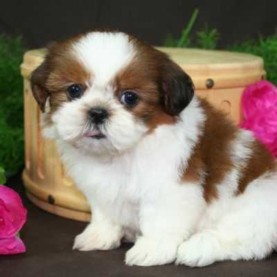 Shih-tzu Shihtzu Welpe Rüde Mini