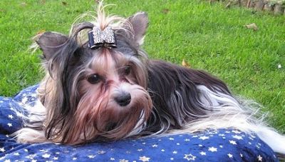 Biewerdeckrüde hat noch Termine frei