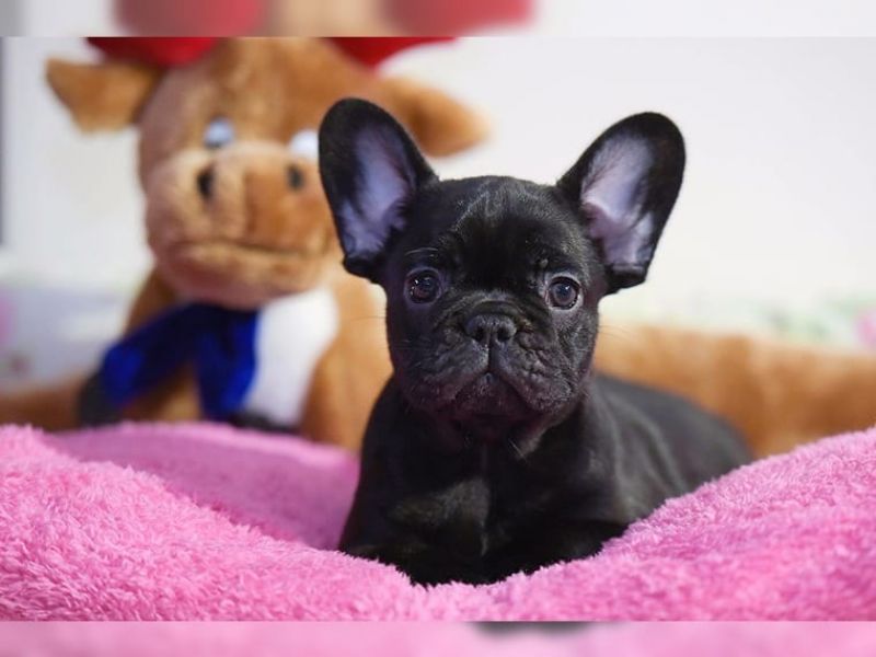  Französisch Bulldogge Welpen zur Verfügung