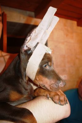 Hunnoterra Dobermann Kennel