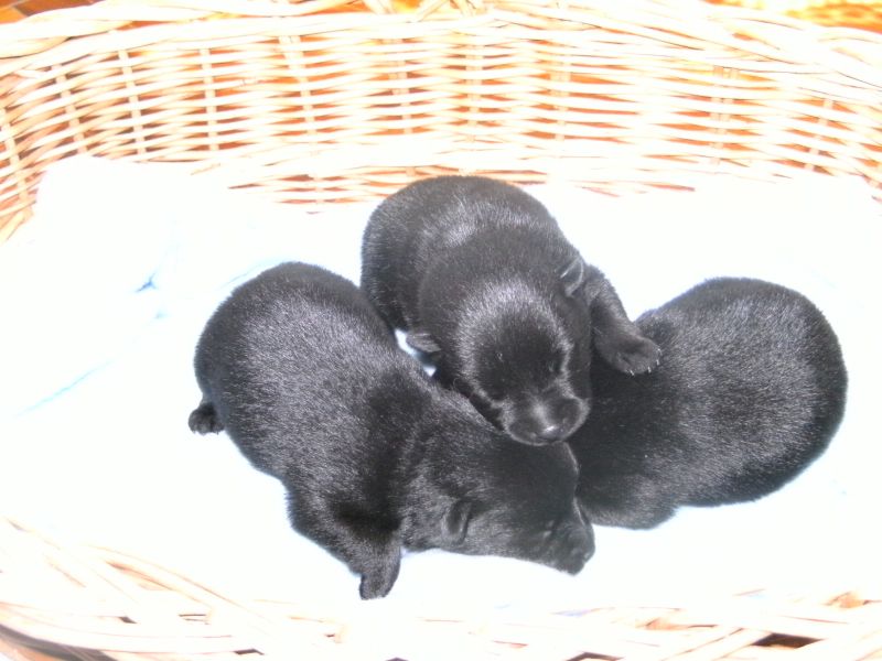 Schipperke welpen zu verkaufen !