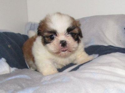 Kleine süße Shih Tzu Babys